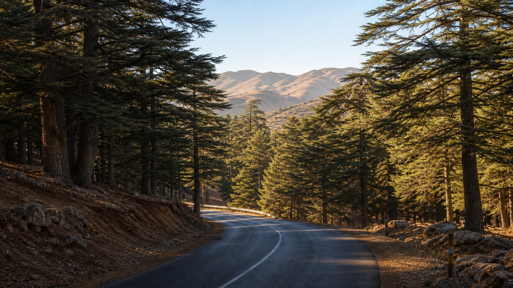 Middle Atlas cedar forest road between Fes and Merzouga